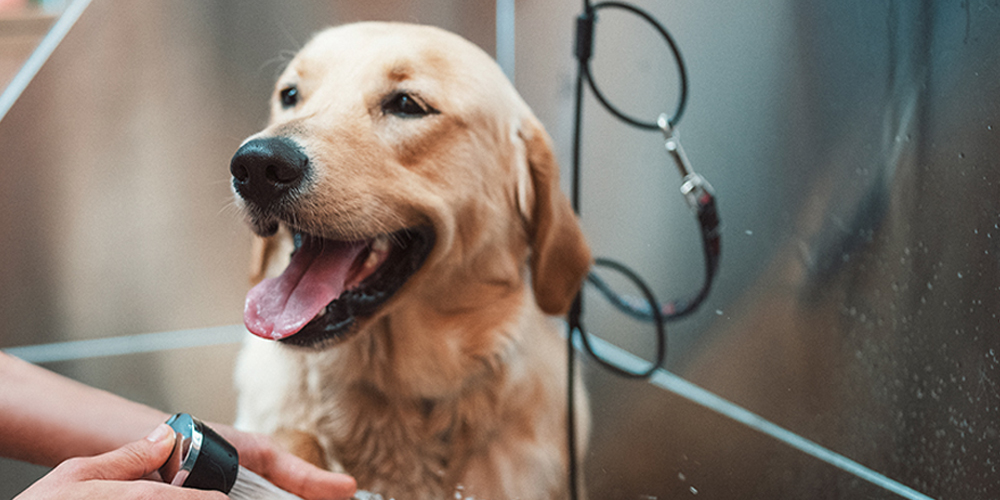 Dog Bathing Service in Salem