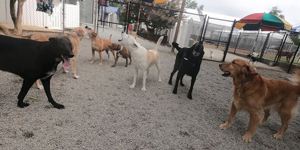 Dog hostel and Training