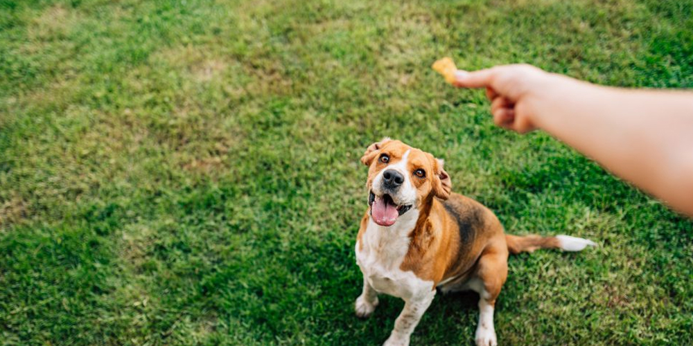 Expert Dog Training in Salem