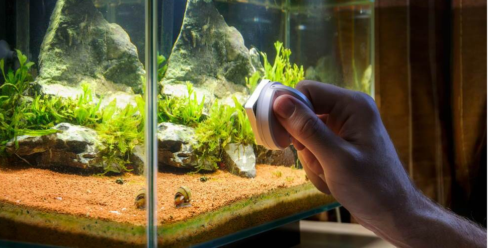 Fish Tank Cleaning service in Salem