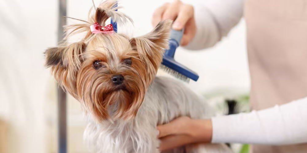 Pet Grooming Service in Salem